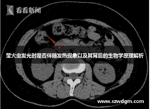 莹火虫发光时是否伴随发热现象以及其背后的生物学原理解析